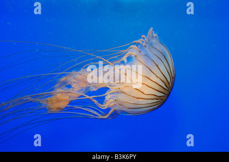 Pacific sea nettle Chrysaora melanaster captive Stock Photo
