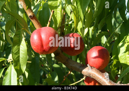 Nectarines Orchard Western Michigan USA Stock Photo