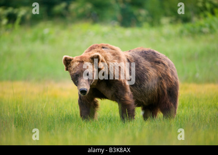 A Brown or Grizzly Bear Boar Lake Clark National Park Alaska Stock Photo