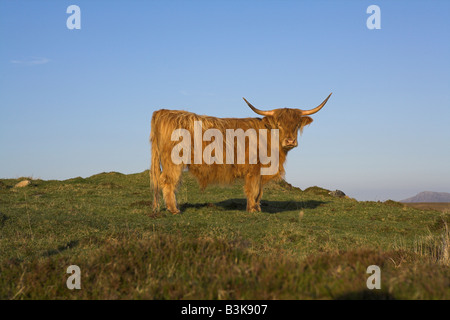 Highland Cow looking standing on hill top on North Uist, Outer Hebrides, Scotland in May. Stock Photo