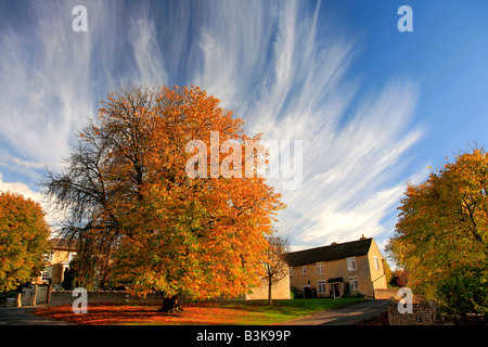 Autumn Chestnut Tree Duddington village Northamptonshire England Britain UK Stock Photo