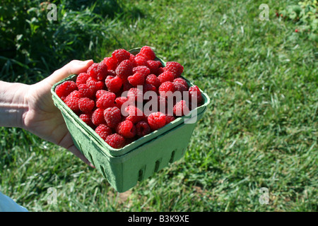 Picking raspberries at orchard, S Michigan USA by Carol Dembinsky/Dembinsky Photo Assoc Stock Photo