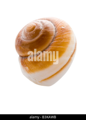 Sea shell Stock Photo