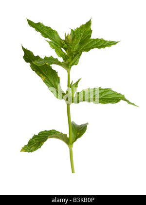Mint leaves herb Stock Photo