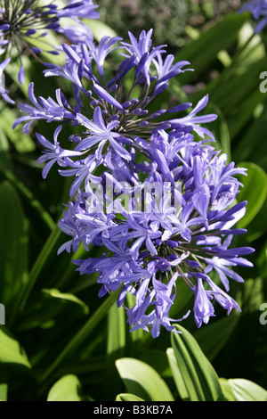 African Lily Agapanthus africanus Stock Photo
