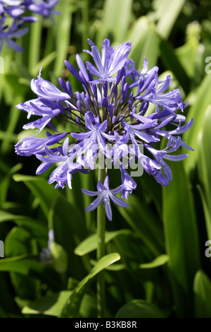 African Lily Agapanthus africanus Stock Photo