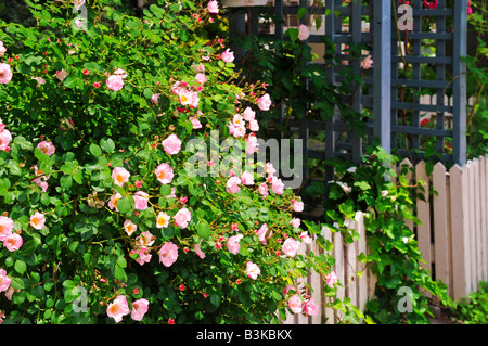 Garden fence with blooming roses and ivy Stock Photo