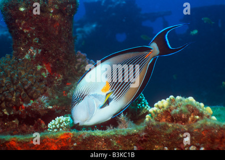 Sohal surgeonfish Acanthurus sohal feeding on algae Red Sea and Arabian Gulf Egypt Red Sea Stock Photo