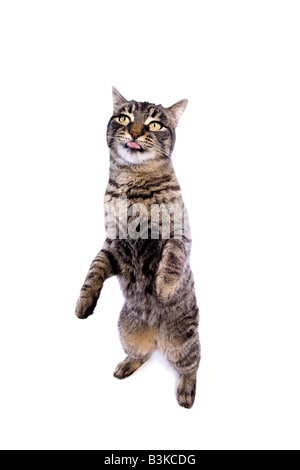 Manx cat standing on back legs with funny expression isolated on white background Stock Photo