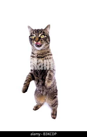 Manx cat standing on back legs with funny expression isolated on white background Stock Photo
