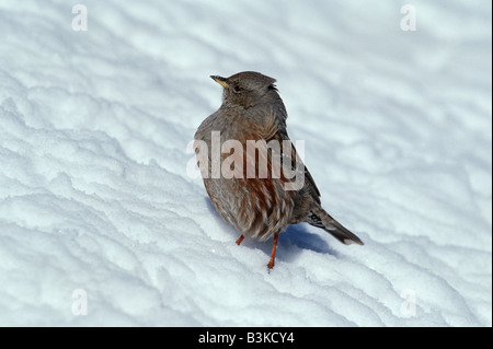 Alpine Accentor Prunella collaris adult on snow Switzerland Stock Photo