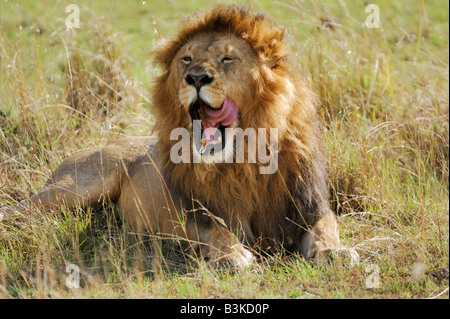African Lion Panthera leo male yawning Masai Mara Kenya Africa Stock Photo