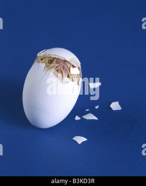 CHICK HATCHING EGG TOOTH BEING USED TO OPEN EGG SHELL PIPPING / STUDIO Stock Photo