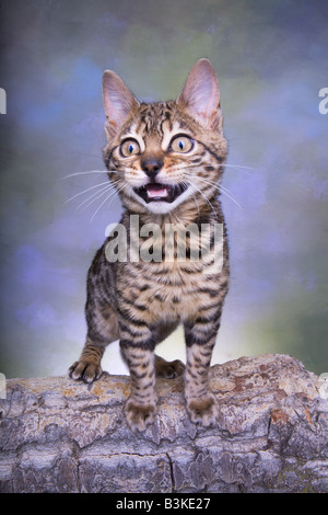 Bengal kitten meowing with mouth open Stock Photo