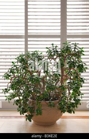House plant jade tree in a pot and glass wall with blinds Stock Photo