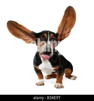 a basset hound with long flapping ears Stock Photo