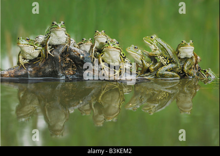 Edible Frog Rana esculenta adults on log Switzerland Stock Photo