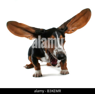 a baby basset hound yawning with big ears Stock Photo