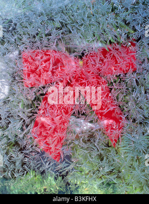 Frost on window with Christmas bow Stock Photo