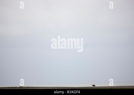 A Brown or Grizzly Bear Lake Clark National Park Alaska Stock Photo
