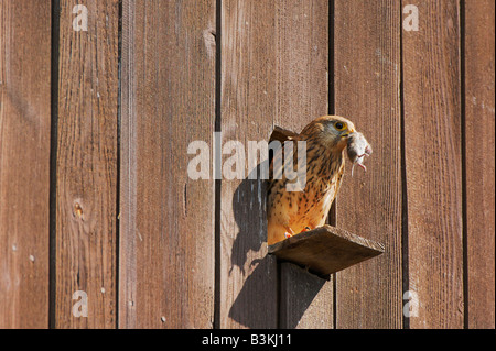 Common Kestrel Falco tinnunculus adult with mouse prey Switzerland Stock Photo