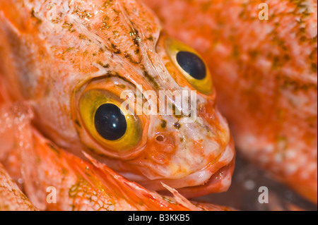 big eyed ocean perch Helicolenus  Bharathi Stock Photo