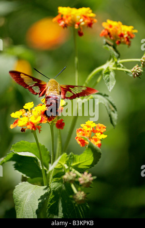 Hummingbird Clearwing Moth, Hemaris thysbe Stock Photo
