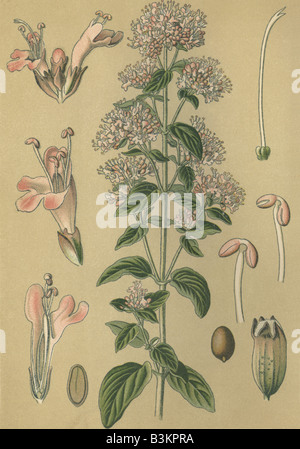 Historical chromo image 1880 of medicinal plant wild majoram origanum vulgare Stock Photo