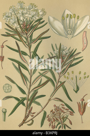 Historical chromo image 1880 of medicinal plant Porst Ledum palustre Stock Photo