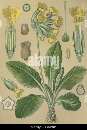 Historical chromo image 1880 of medicinal plant Cowslip Primula veris Stock Photo