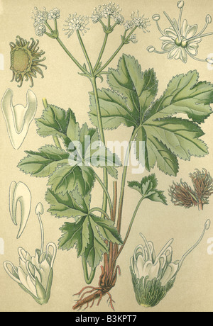 Historical chromo image 1880 of medicinal plant sanicle wood sanicle Sanicula europaea Stock Photo