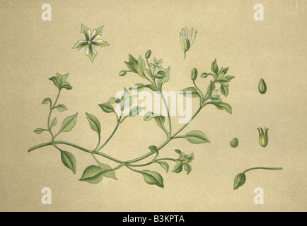 Historical chromo image 1880 of medicinal plant chickweed stellaria media Stock Photo