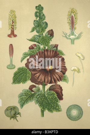 Historical chromo image 1880 of medicinal plant Garden mallow Hollyhock Althea rosea Stock Photo
