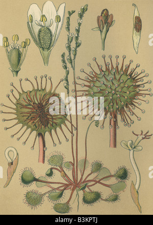 Historical chromo image 1880 of medicinal plant sundew Drosera rotundifolia Stock Photo