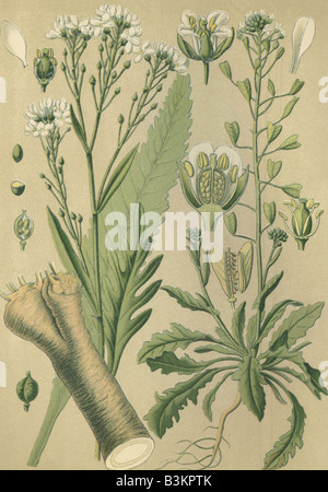 Historical chromo image 1880 of medicinal plant horse radish horseradish Armoracia rusticana lapathifolia left and Shepherd s Pu Stock Photo