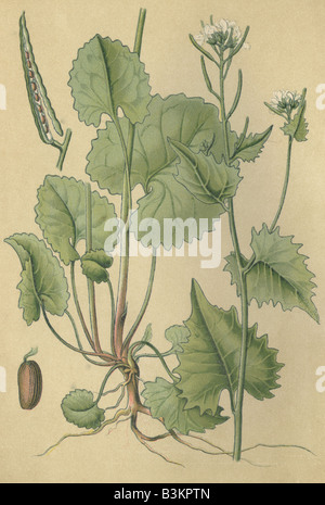 Historical chromo image 1880 of medicinal plant Flixweed Garlic Mustard Hedge garlic allaria officinalis Sisymbrium alliaria Stock Photo