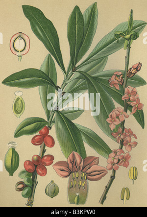 Historical chromo image 1880 of medicinal plant February daphne Mezereon Daphne mezereum Stock Photo