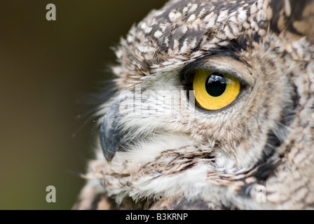 Close up portrait of a Spotted Eagle Owl (Bubo africanus), also known as the African Eagle Owl Stock Photo