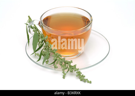 medicinal tea made of mugwort wegwood artemisia artemisia vulgaris artemisia officinalis amarella assenzio assenzio selvatico Stock Photo