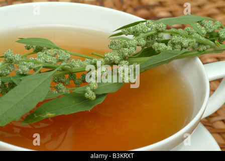 medicinal tea made of mugwort wegwood artemisia artemisia vulgaris artemisia officinalis amarella assenzio assenzio selvatico Stock Photo