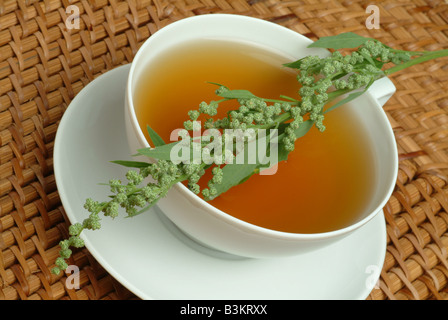 medicinal tea made of mugwort wegwood artemisia artemisia vulgaris artemisia officinalis amarella assenzio assenzio selvatico Stock Photo