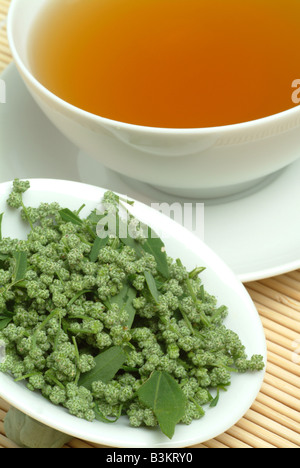 medicinal tea made of mugwort wegwood artemisia artemisia vulgaris artemisia officinalis amarella assenzio assenzio selvatico Stock Photo