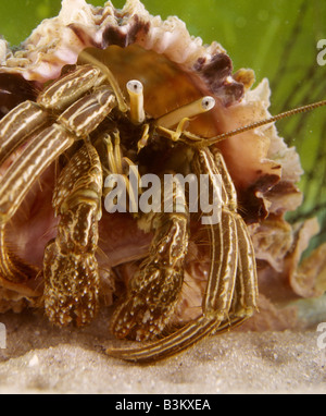 Face of a Hermit Crab Stock Photo - Alamy