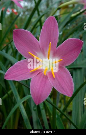 ZEPHYRANTHES CANDIDA, Fairy Lily. Stock Photo