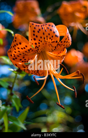 LILIUM LANCIFOLIUM, Var.SPLENDENS (syn L.tigrinum). Tiger Lily Stock Photo