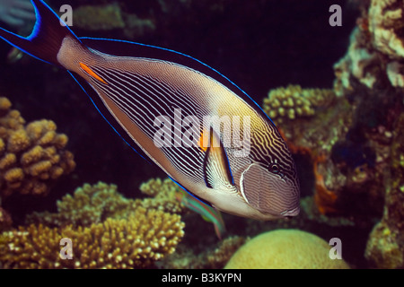 The Arabian or Sohal Surgeonfish searches for food amongst the coral on the SS Ulysses shipwreck near Bluff Point in the Red Sea Stock Photo