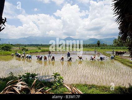 Indian women transplanting rice seedlings in a small farm in Uttar ...