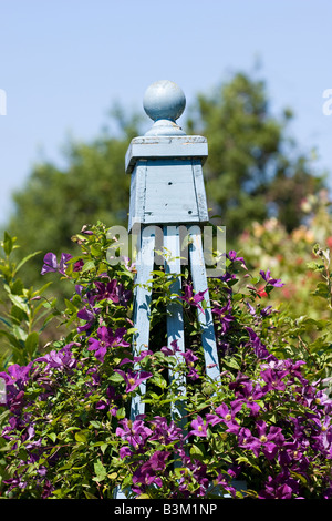 Blue painted wooden garden obelisk with purple clematis climbing through it Stock Photo