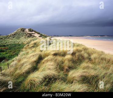 Sand dunes at Beadnell Bay Northumberland United Kingdom Stock Photo