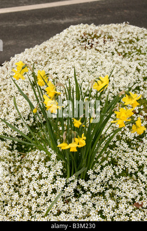 Daffodil Narcissus pseudonarcissus and Saxifrage Saxifraga Findling England UK Stock Photo